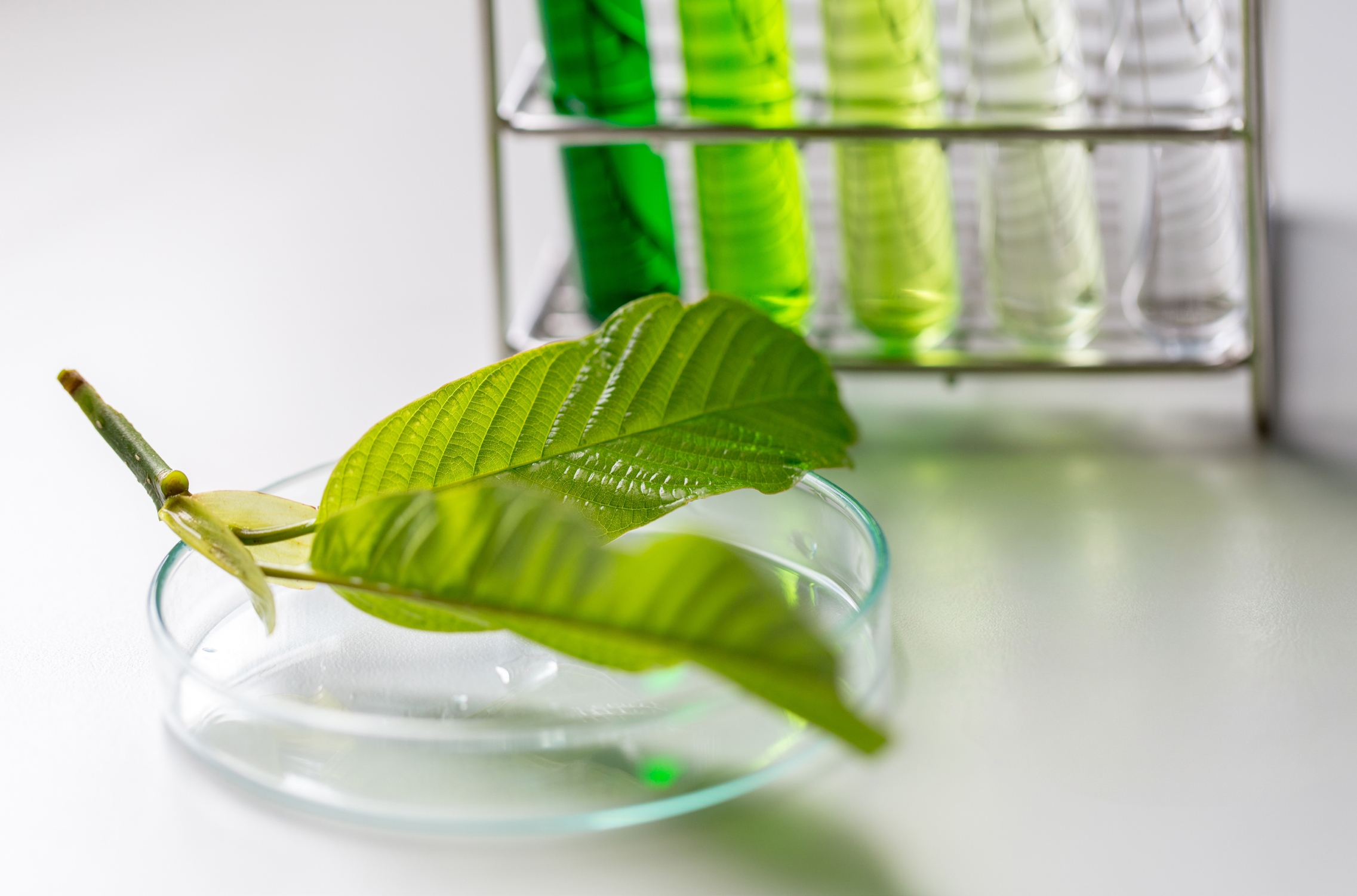 Lab research with kratom leaves