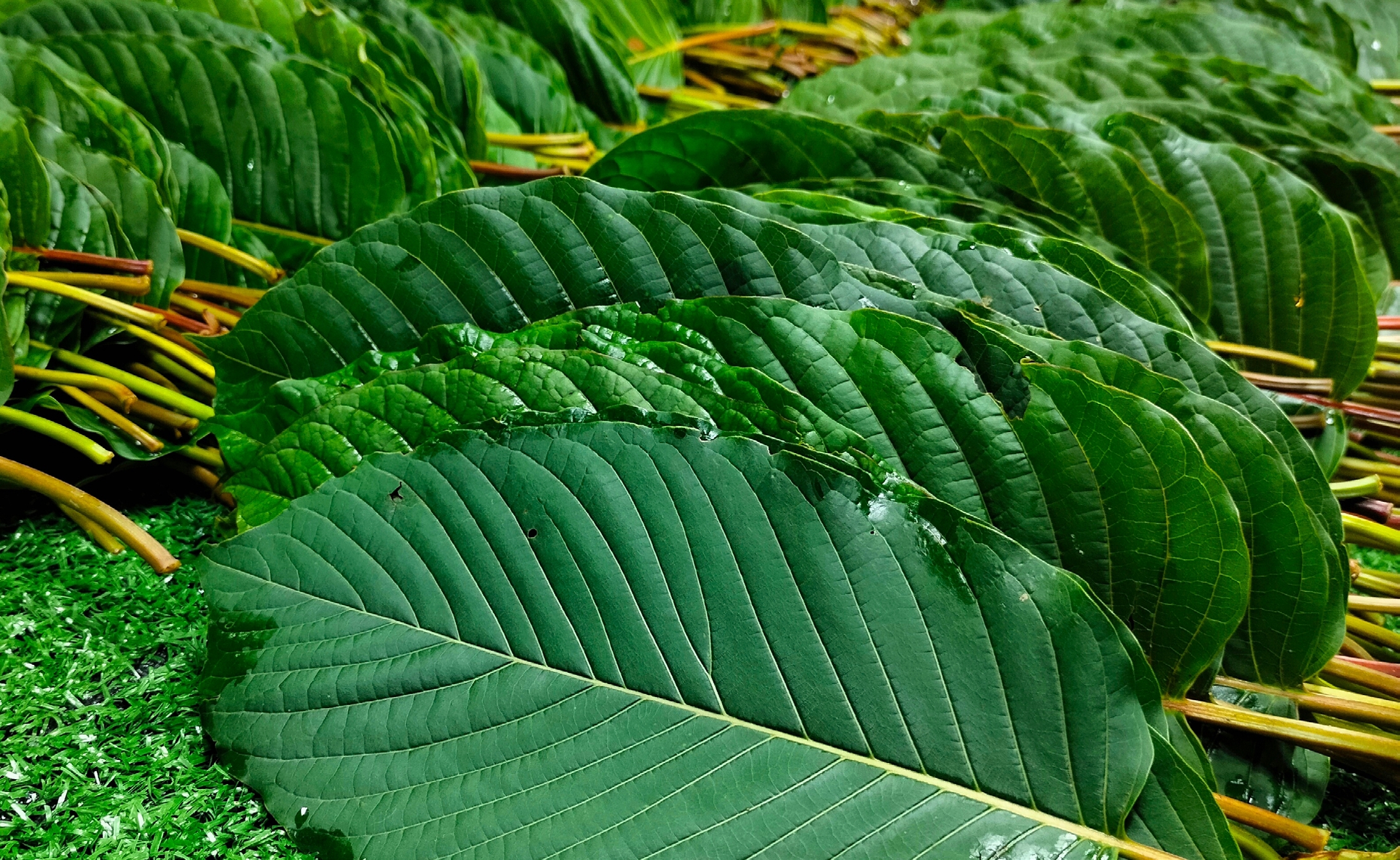 Kratom leaves close-up