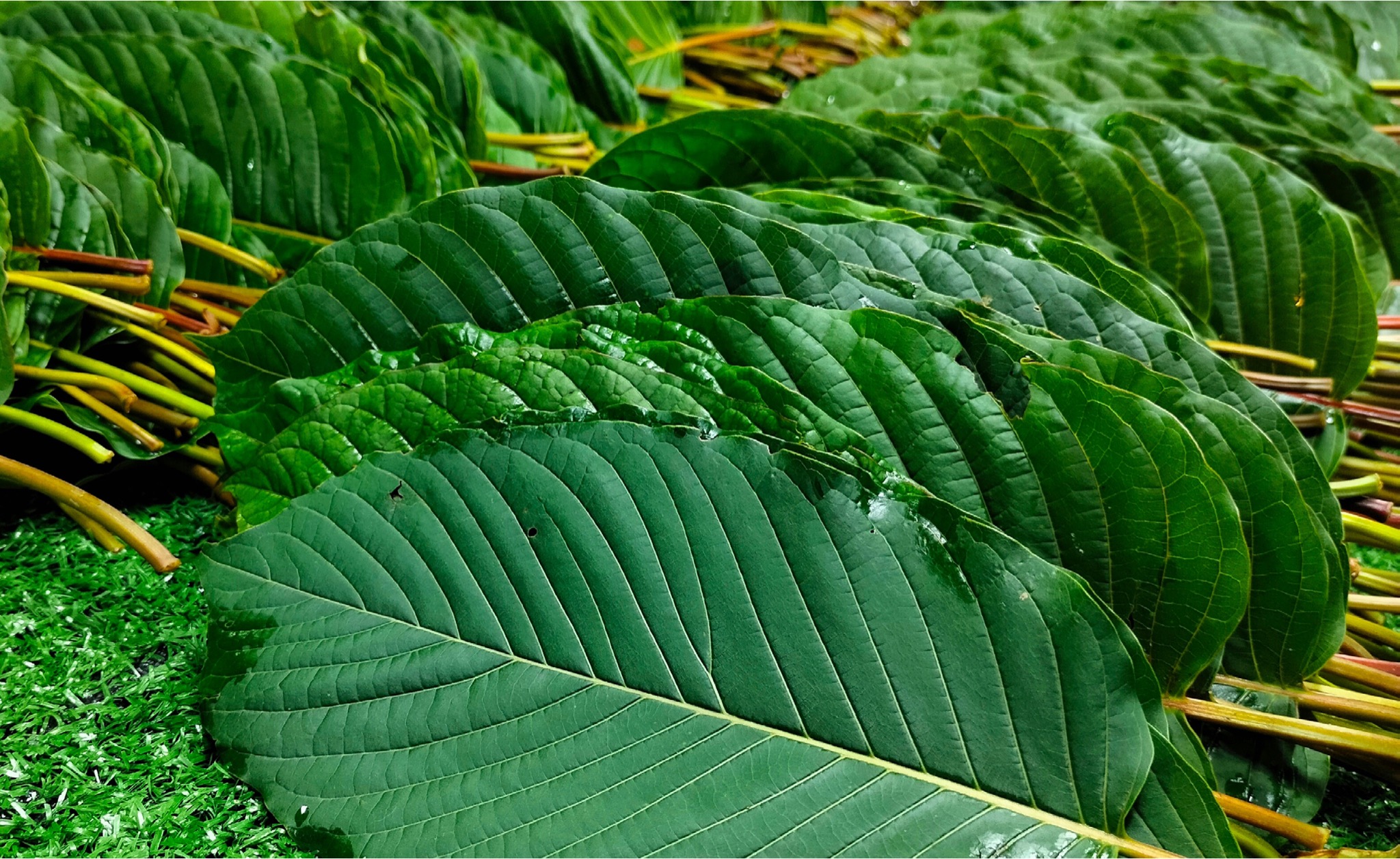 Kratom field